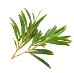 Olio Essenziale di Eucalipto